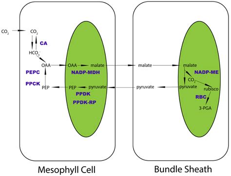 C4 Plants Diagram