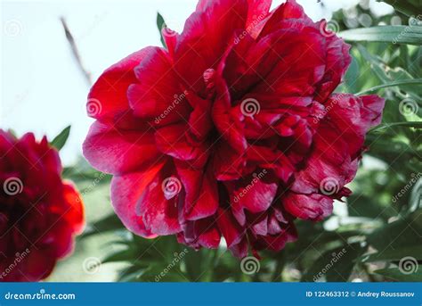 The Flower of the Peon Growing in a Summer Garden. Stock Photo - Image ...