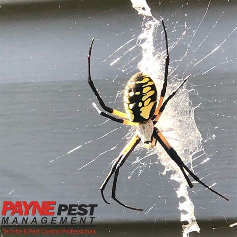 Black And Yellow Garden Spider Poisonous