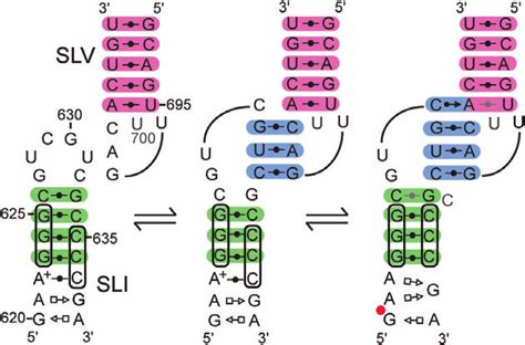 Model For Substrate Recognition And Activation By The Vs Ribozyme