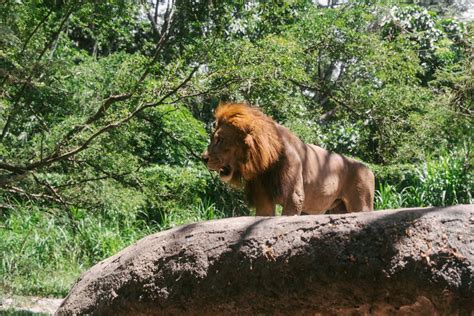 Lion in a Forest · Free Stock Photo