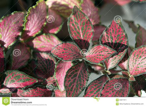 Nerve Plant Fittonia Verschaffeltii Leaves On A White Background Paper