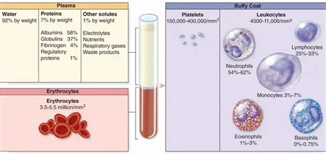 Blood Cells Definition Types Structure And Functions Biology