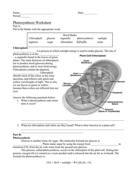 Photosynthesis Worksheet Answer Key Englishworksheetmyid