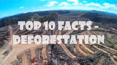 10 Deforestation Facts YouTube