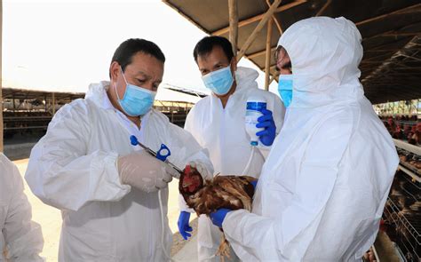 Perú inicia vacunación contra influenza aviar SENASA al día