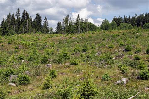 Foryngelse Skogbruk Store Norske Leksikon