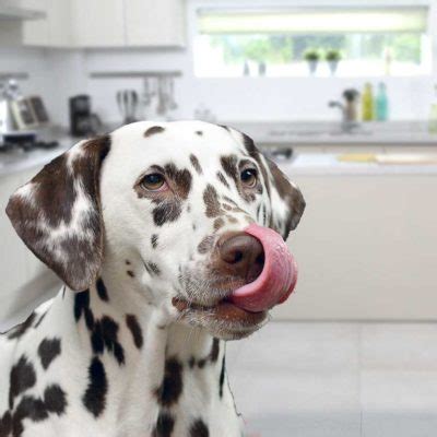 Les Chiens Peuvent Ils Manger Des Amandes Rem Des Naturels Pour Animaux