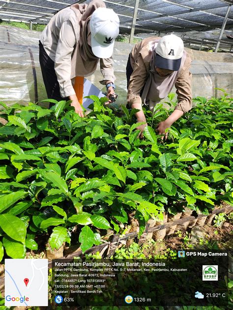 BPSBP Balai Pengawasan Dan Sertifikasi Benih Perkebunan