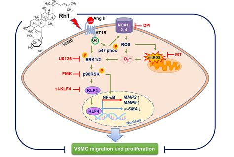 Antioxidants Free Full Text Ginsenoside Rh1 Inhibits Angiotensin Ii