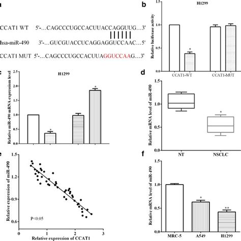 CCAT1 Functioned As A MiR 490 Sponge And Regulated Its Expression In