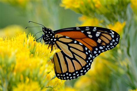 Es Oficial La Mariposa Monarca Es Declarada En Peligro De Extinción