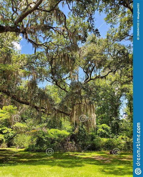 Spanish Moss trees stock image. Image of deciduous, woodland - 266944103