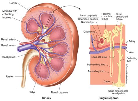 Kidney Nephron Diagram With Functions Kidney Microanatomy Ne