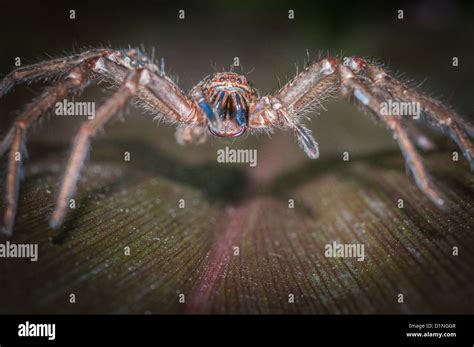 Badge Spider or Shield Huntsman, Queensland, Australia Stock Photo - Alamy