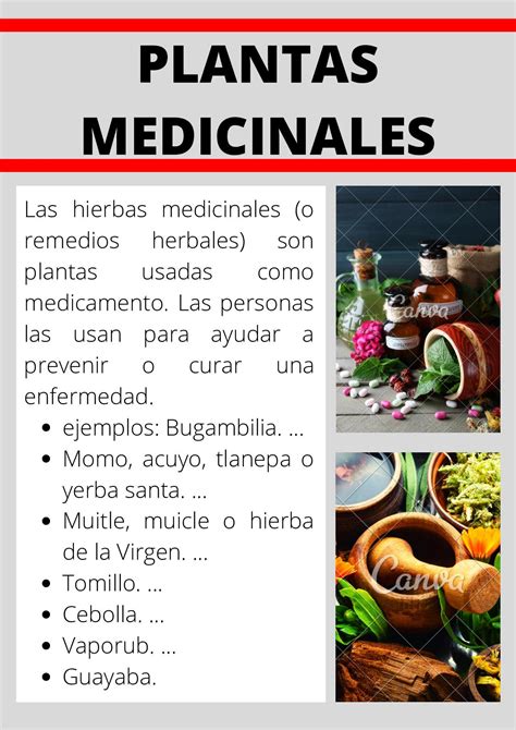 Calaméo Plantas Medicinales