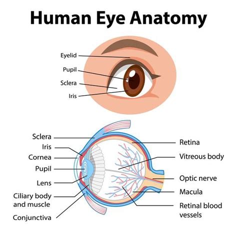 Premium Vector | Diagram of human eye anatomy with label