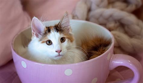 Norwegian Forest Cat Kittens