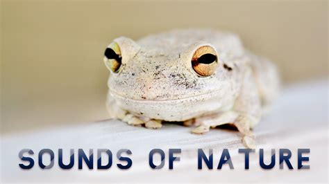 Symphony Of Natural Frog Sounds At Night Youtube