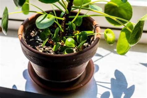 Why Chinese Money Plant Pilea Losing Leaves Falling Off Gardening