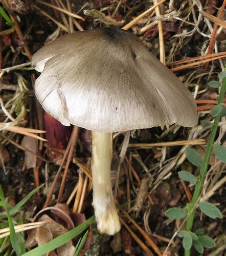 Pluteus Pouzarianus Lukas Large Flickr