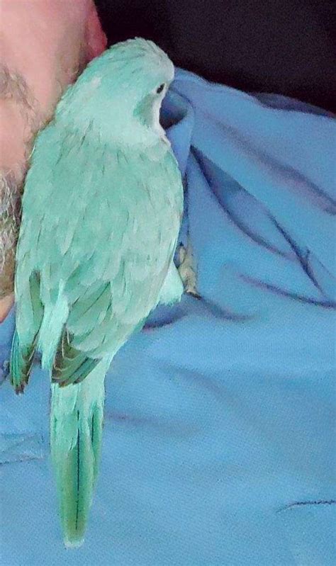 Female Baby Blue Quaker Parrot