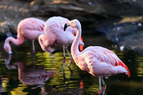 Flamingos Of A Feather Flock Together