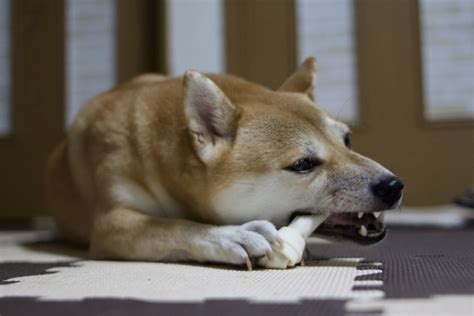 犬の噛み癖の直し方 原因やしつけのポイントを詳しく解説