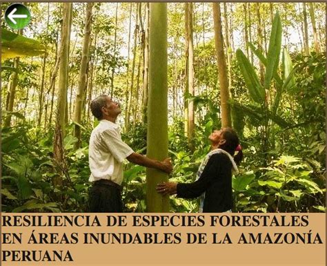 Resiliencia De Especies Forestales En Reas Inundables De La Amazon A