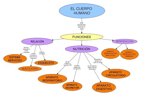 MAPA CONCEPTUAL EL CUERPO HUMANO SALÚFecha Anatomy And Physiology