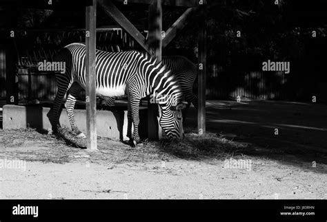 Black And White Zebra On Lisbon Zoo Stock Photo Alamy