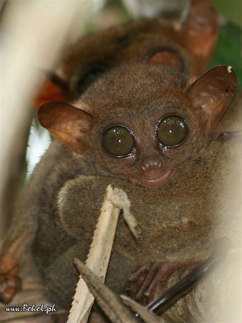 Tarsier Baby