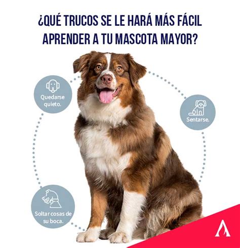 Claves Para Entrenar A Un Perro Mayor Aprende Institute