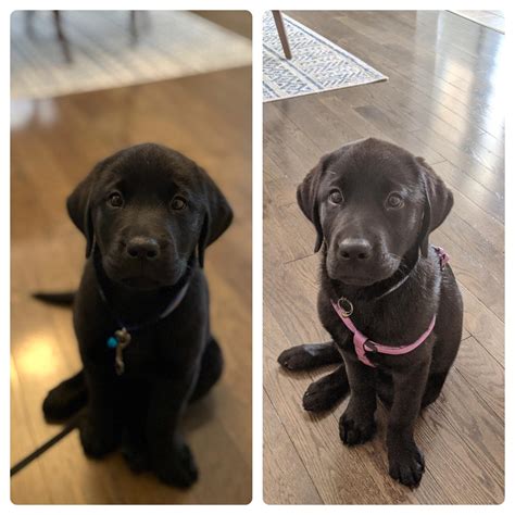 Black Lab Puppy 8 Weeks