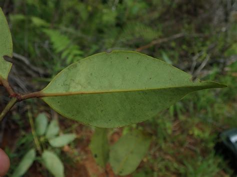 Syzygium Myrtaceae Image 208736 At PhytoImages Siu Edu