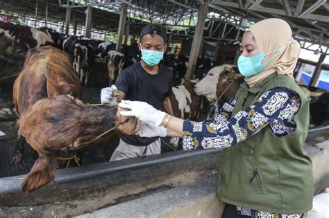 Wagub Jabar Imbau Masyarakat Tak Beli Sapi Qurban Terjangkit Pmk Untuk