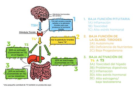 Hypotiroidismo Autoinmune T Libre La Hormona Tiroidea Mas Importante