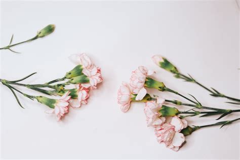 Light Pink Carnations · Free Stock Photo