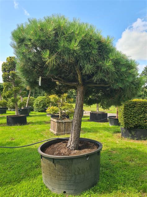 Pinus Nigra Nigra Umbrella Caragh Nurseries