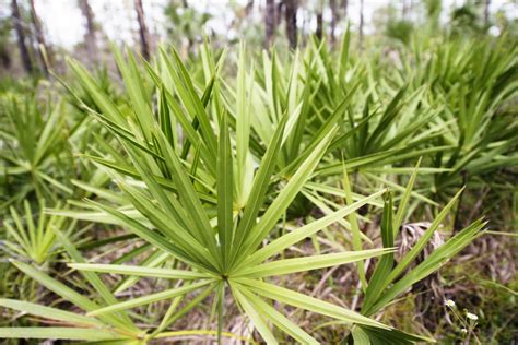 Saw Palmetto Uses Dosage And Side Effects