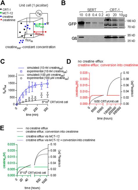 Frontiers Cooperative Binding Of Substrate And Ions Drives Forward