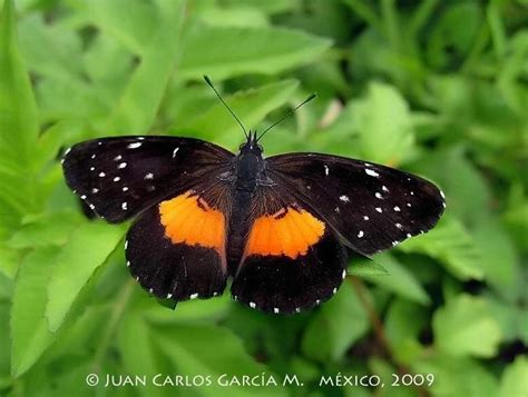 Mariposa Parche Carmes Mariposas Diurnas Del Istmo De Tehuantepec