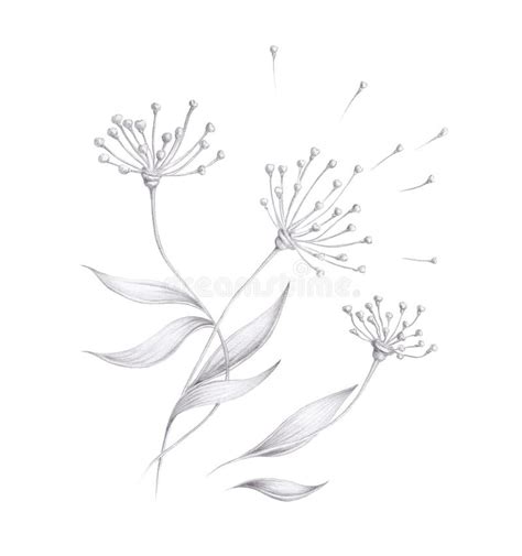 Black And White Pencil Drawings Of Flowers