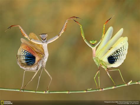 Las Mejores Fotografías De National Geographic Conciencia Eco