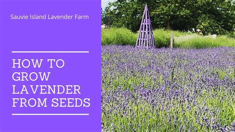 How To Grow Lavender From Seeds YouTube