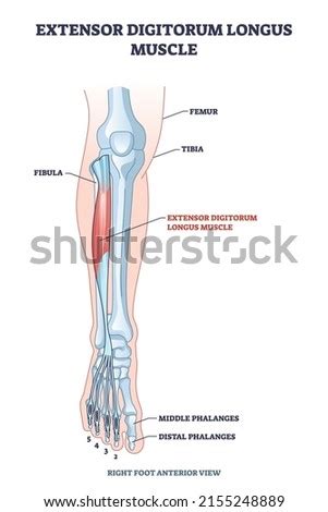 Extensor Digitorum Longus Stock Vector Images Avopix