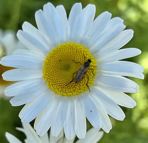 Brachyceran Flies From Paul Bunyan Rd Prospect Harbor Me Us On June