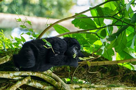 Gorilla Trekking Sectors In Bwindi Impenetrable National Park