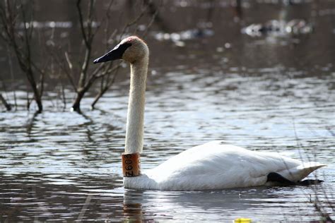 The Trumpet Of The Swan Book Summary 1