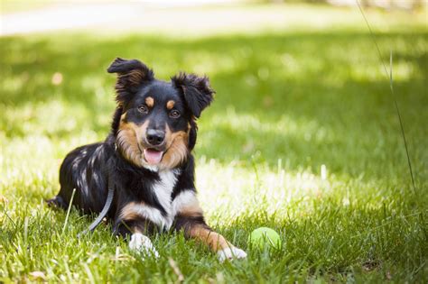 Everything You Need To Know About Border Collie Colors And Markings